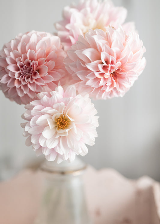 Pink Dahlia Daydream